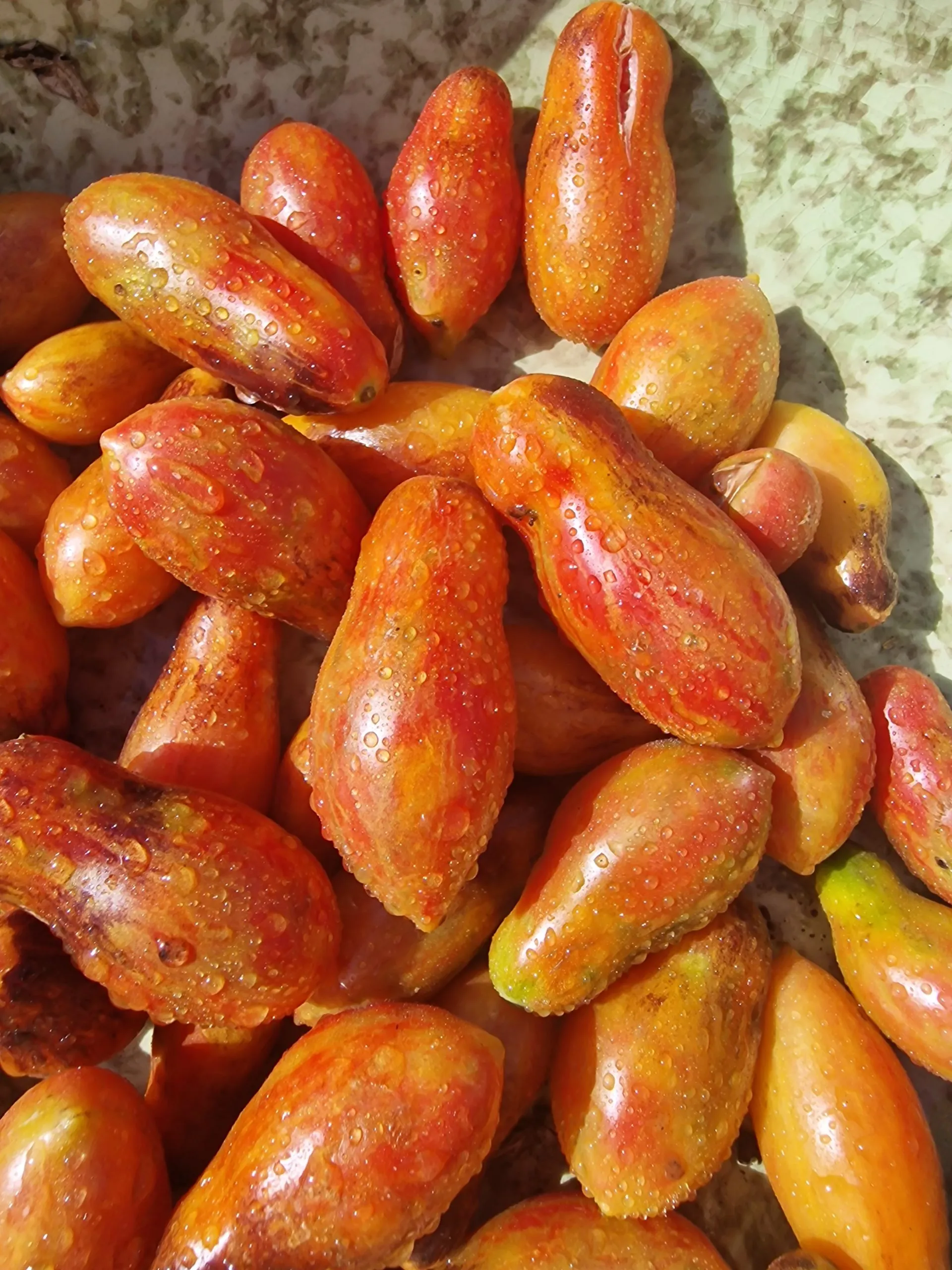 Antho Pink Panther Tomato Seeds - Image 4