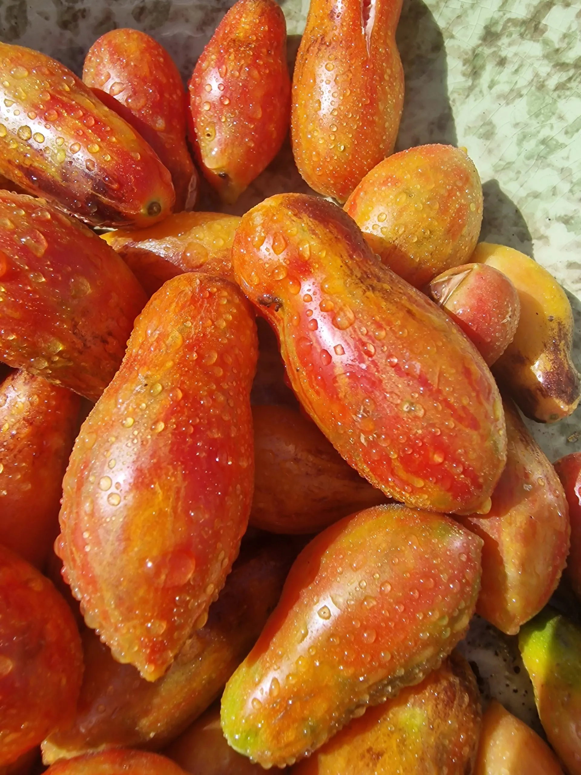 Antho Pink Panther Tomato Seeds - Image 3