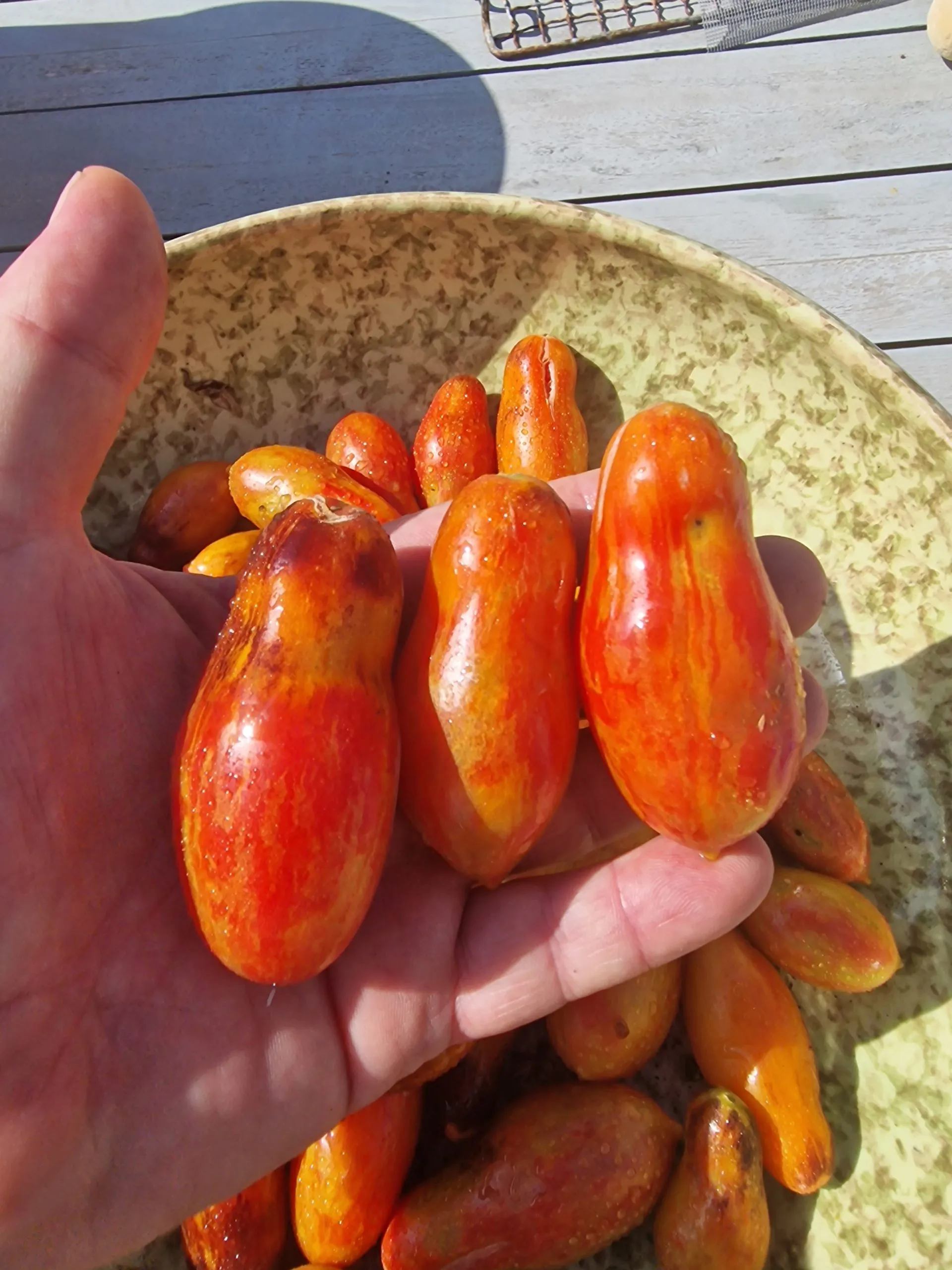 Antho Pink Panther Tomato Seeds - Image 2