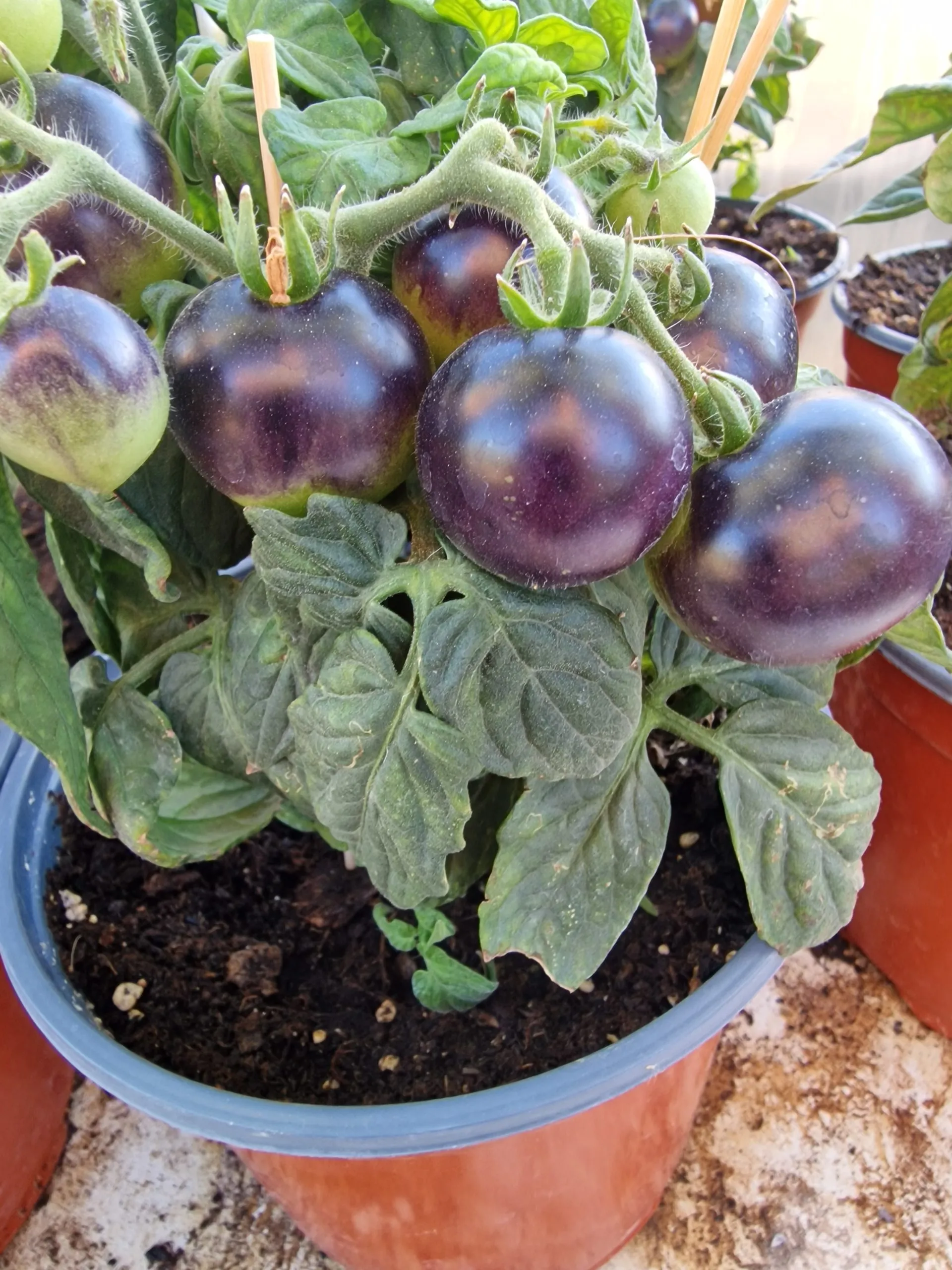 Blau Zimmertomate Micro Dwarf Tomato Seeds - Image 7