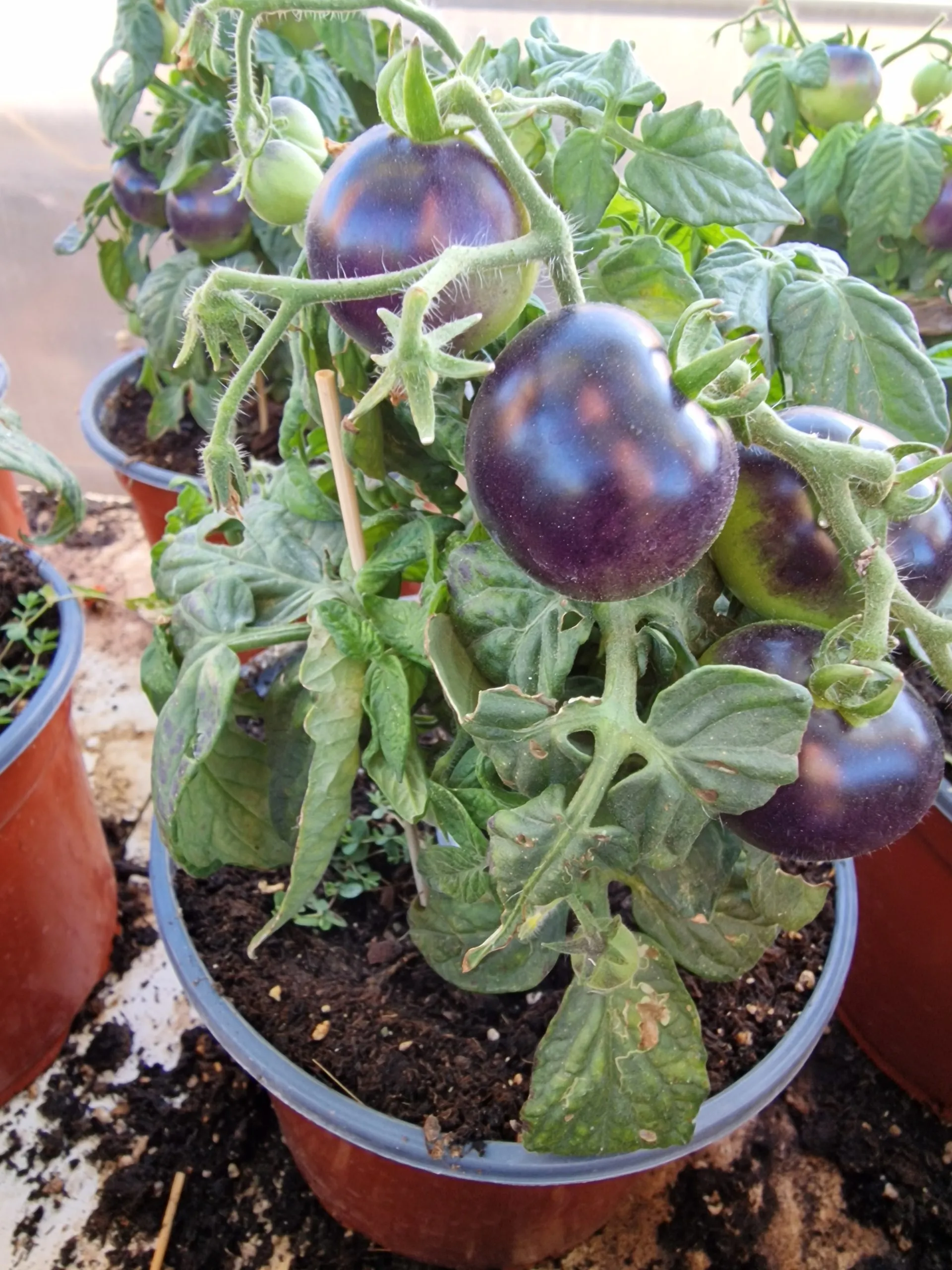 Blau Zimmertomate Micro Dwarf Tomato Seeds - Image 2