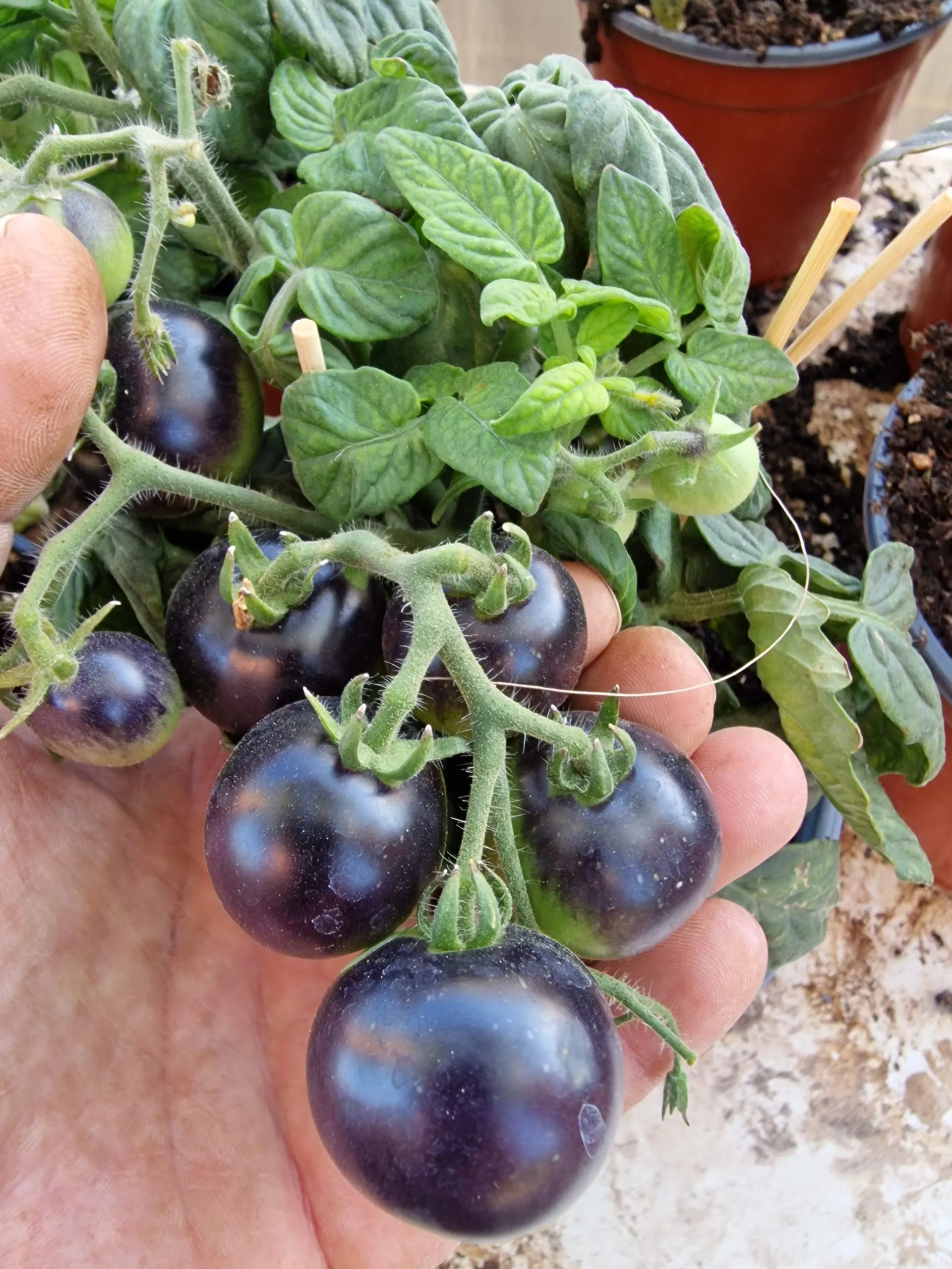 Blau Zimmertomate Micro Dwarf Tomato Seeds - Image 3
