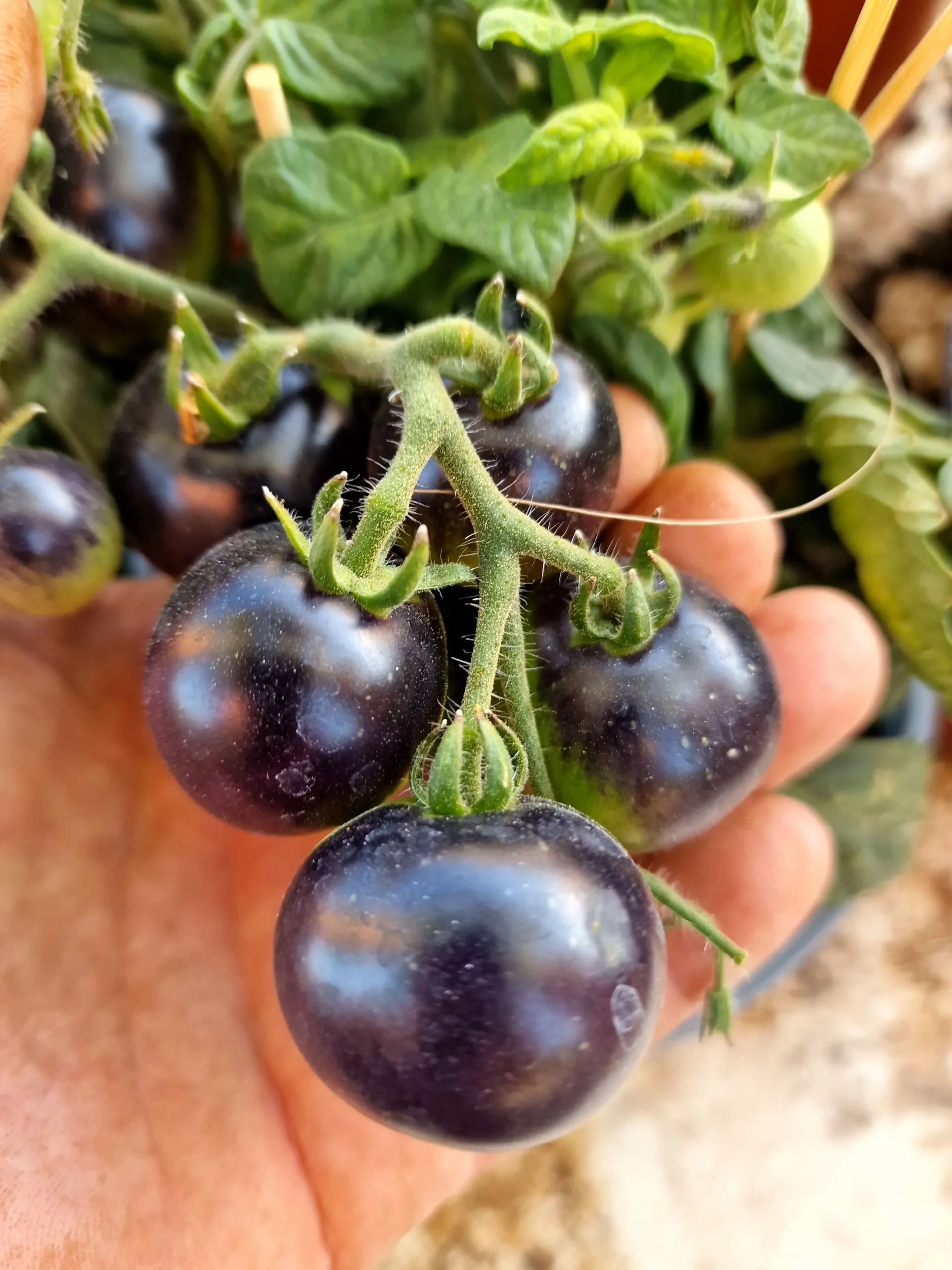 Blau Zimmertomate Micro Dwarf Tomato Seeds - Image 4