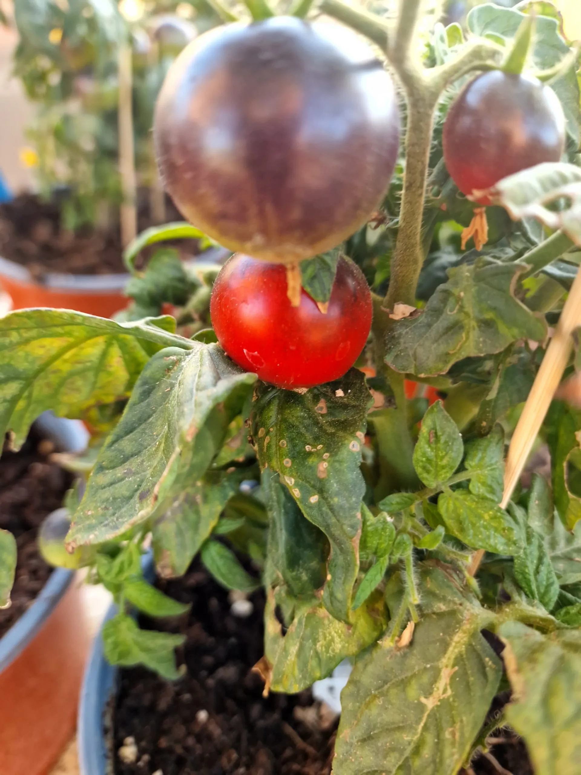 Blau Zimmertomate Micro Dwarf Tomato Seeds - Image 5