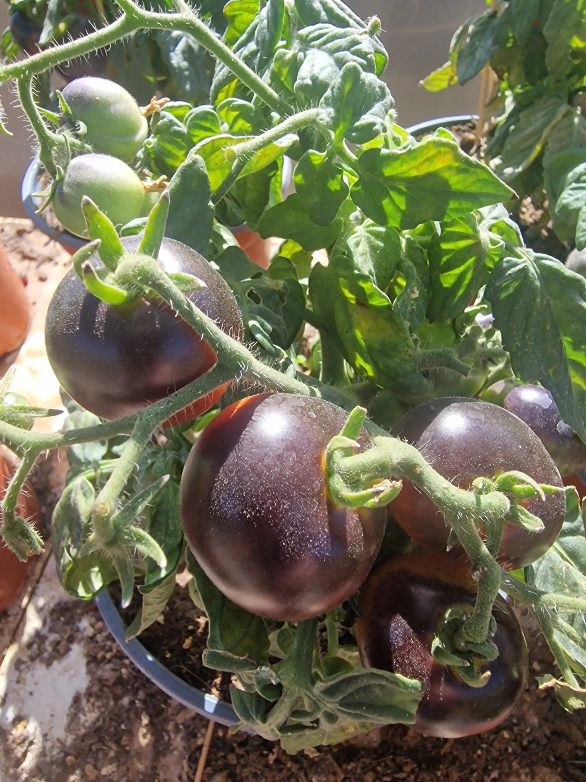 Blau Zimmertomate Micro Dwarf Tomato Seeds - Image 6