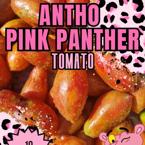 Antho Pink Panther Tomato Seeds
