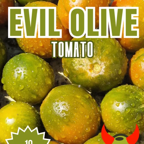 Evil Olive Tomato Seeds
