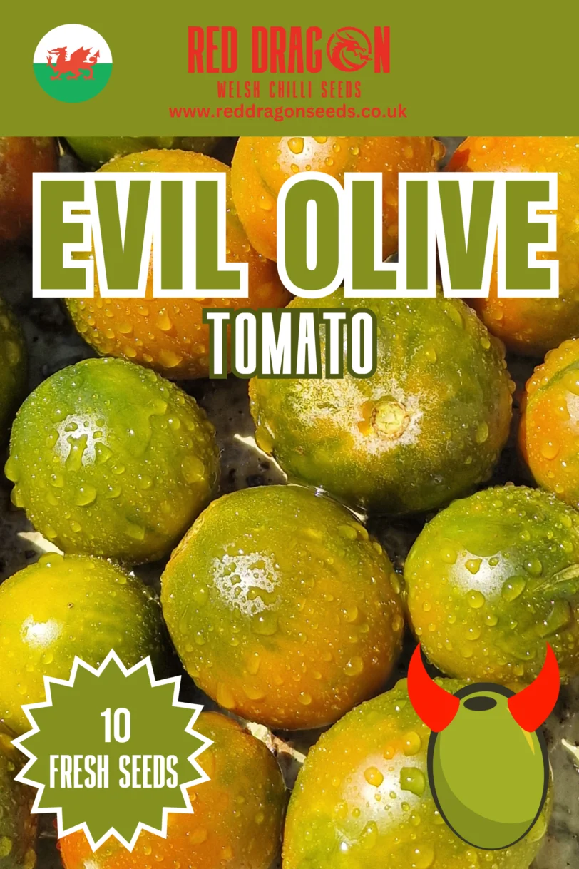 Evil Olive Tomato Seeds