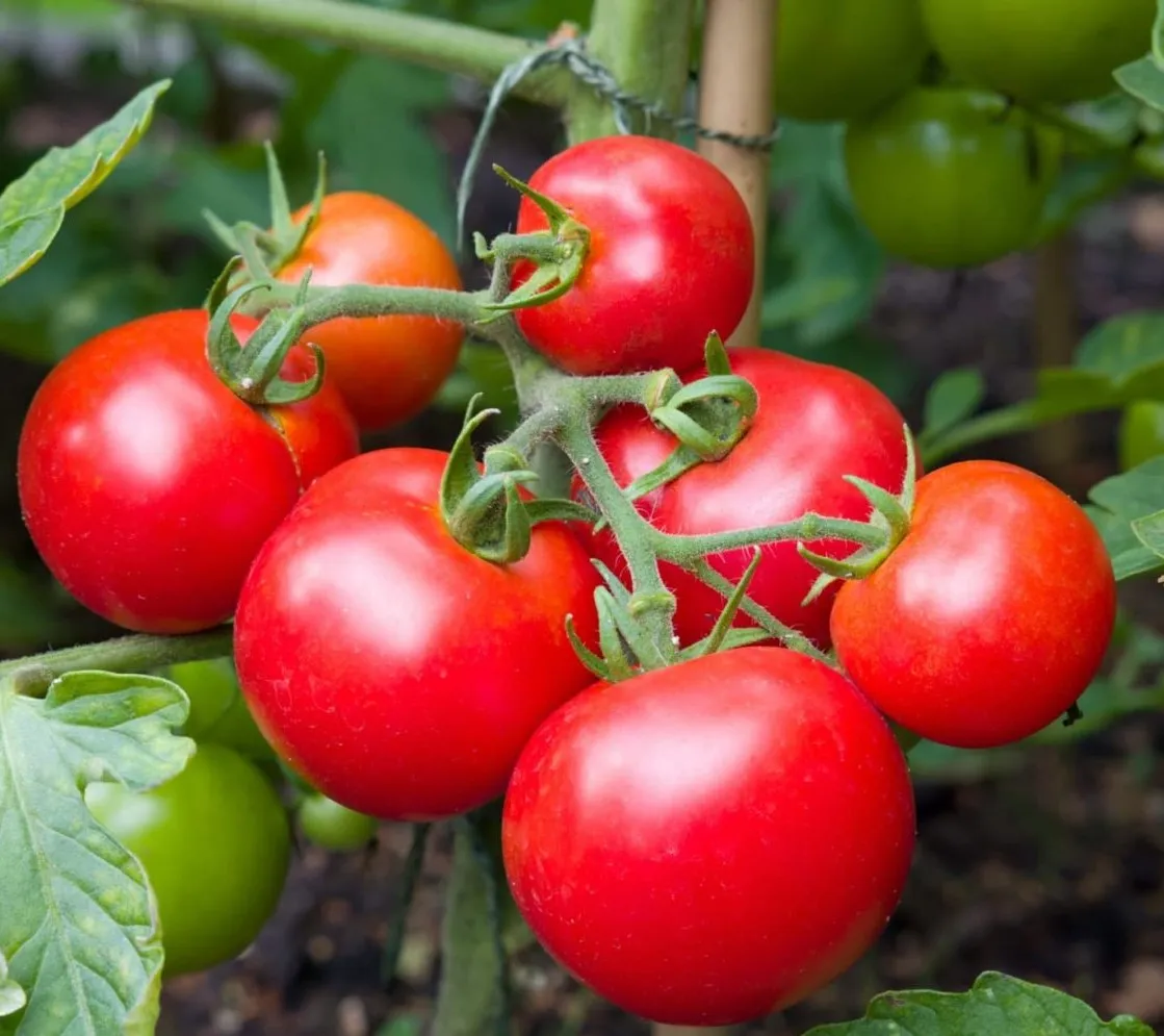 Tomato Quadruple Pack - Indigo Pear Drop, Money Maker, Red Cherry, and Brad's Atomic Grape - Image 8