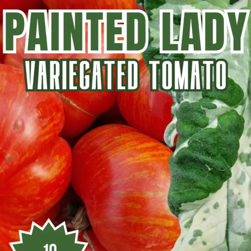 Painted Lady Variegated Tomato Seeds