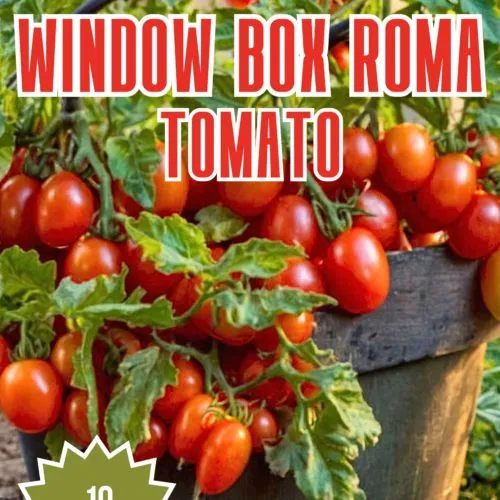 Window Box Roma Tomato Seeds