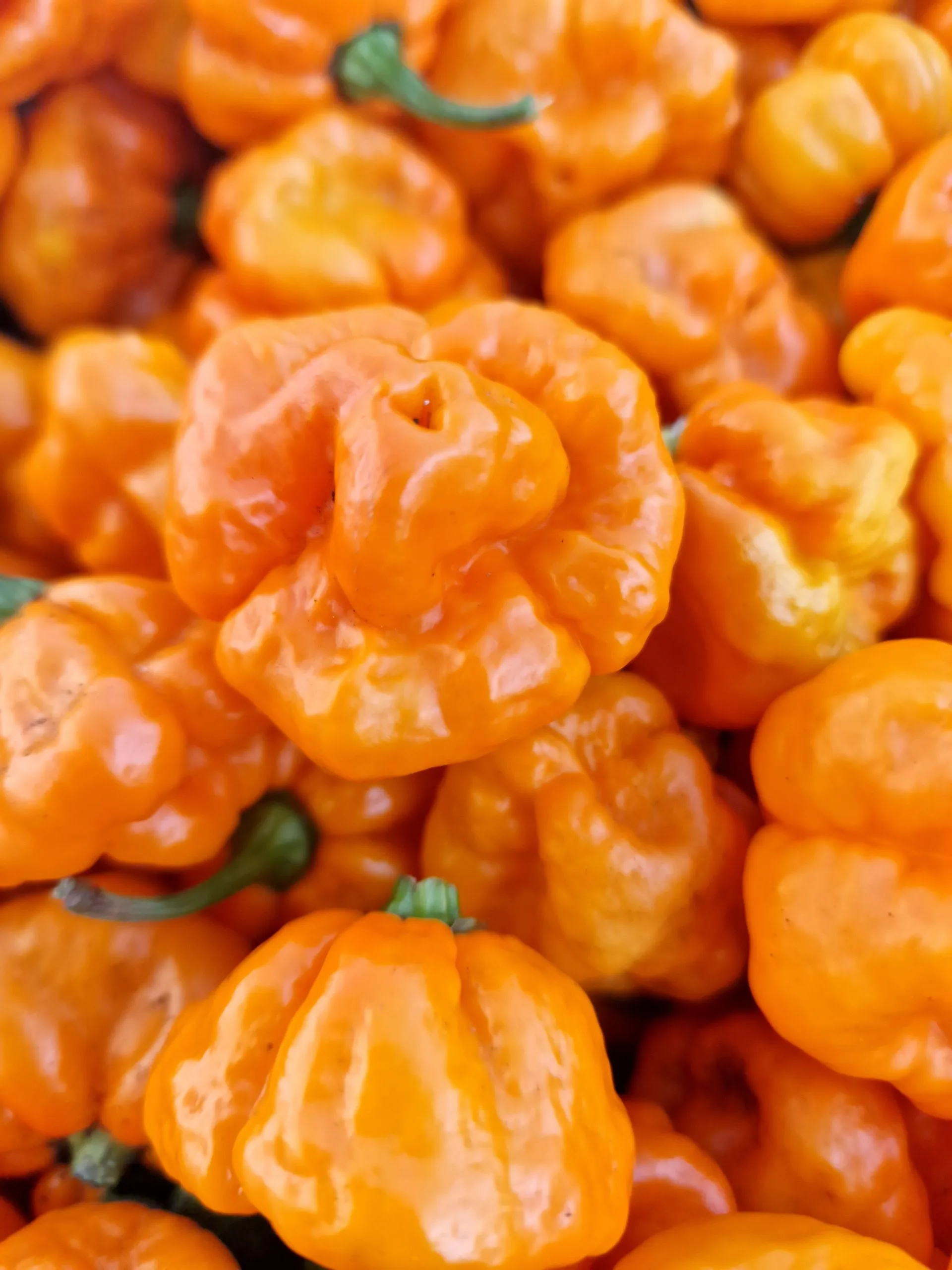 Scotch Bonnet MOA Yellow Chilli Seeds - Image 4