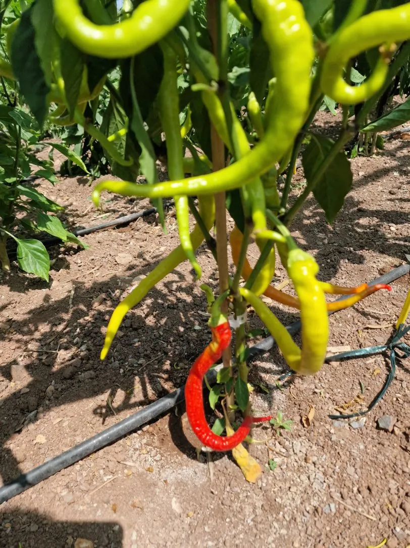 Sweet Spiralus Spiral Chilli Seeds - Image 4