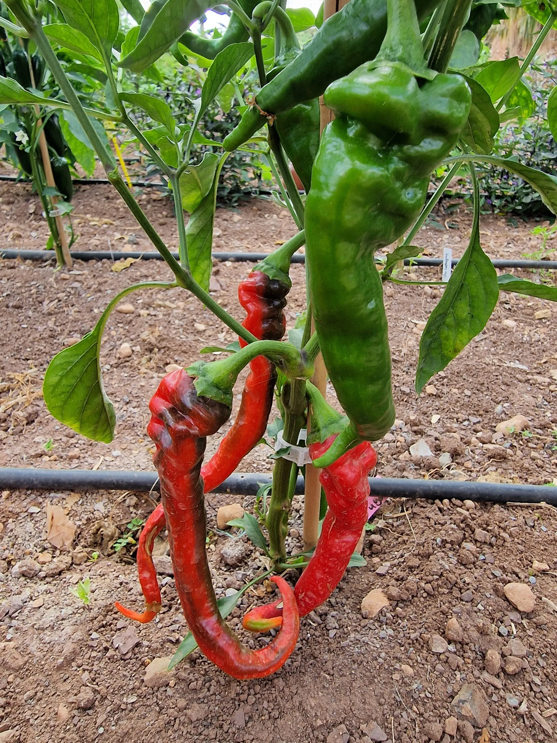 Hot Portugal Chilli Seeds - Image 4