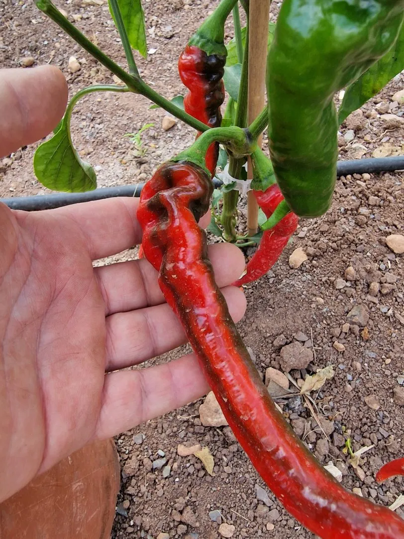 Hot Portugal Chilli Seeds - Image 3