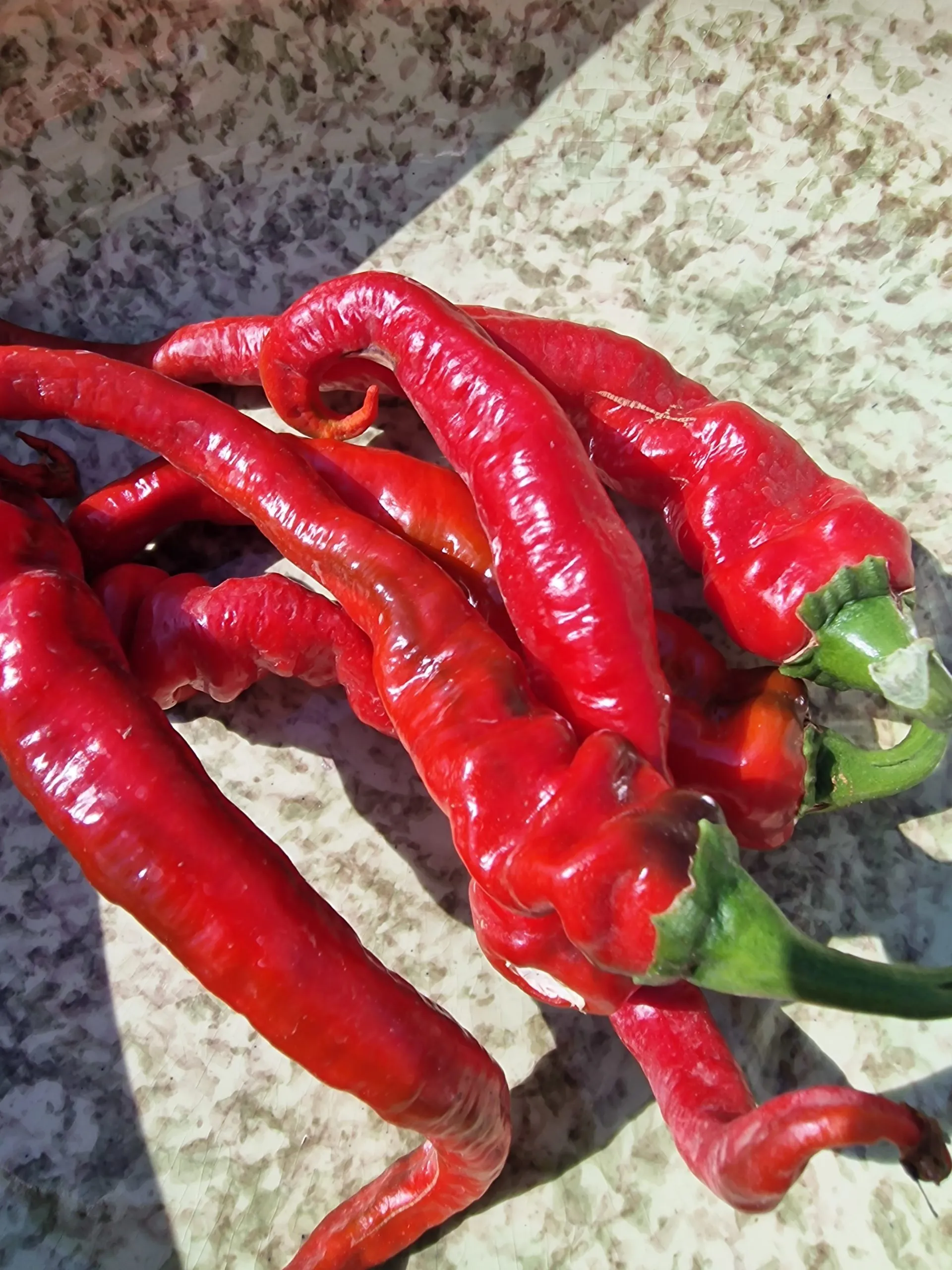 Hot Portugal Chilli Seeds - Image 2