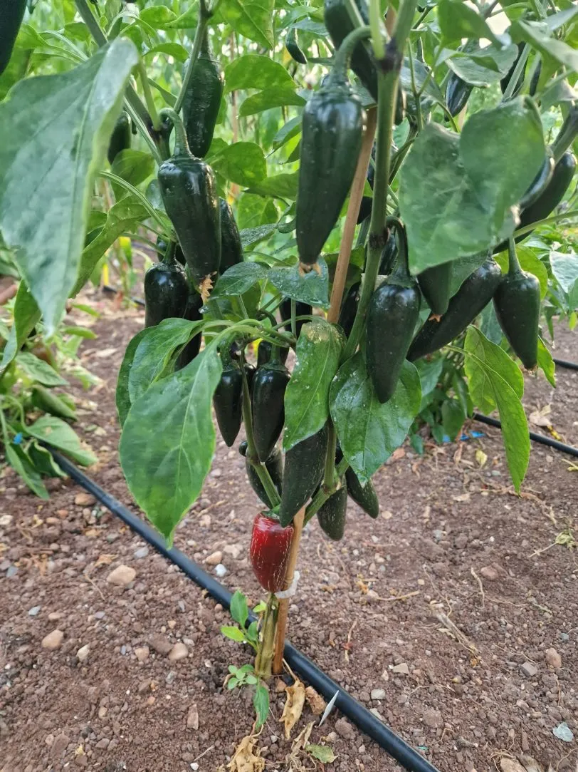 Jalafeugo Jalapeno Chilli Seeds - Image 2