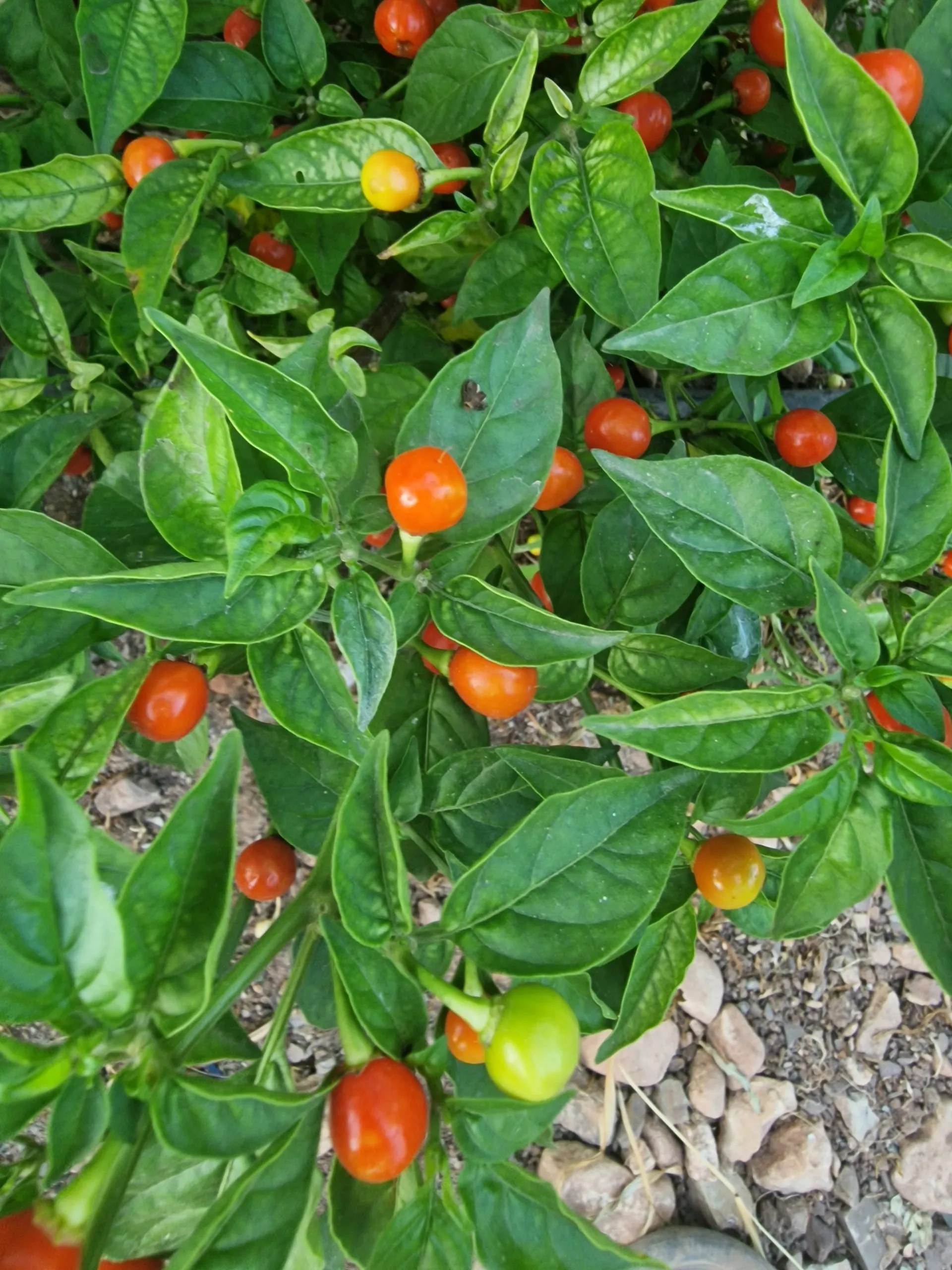 Raj's Wiri Wiri Chilli Seeds - Image 5