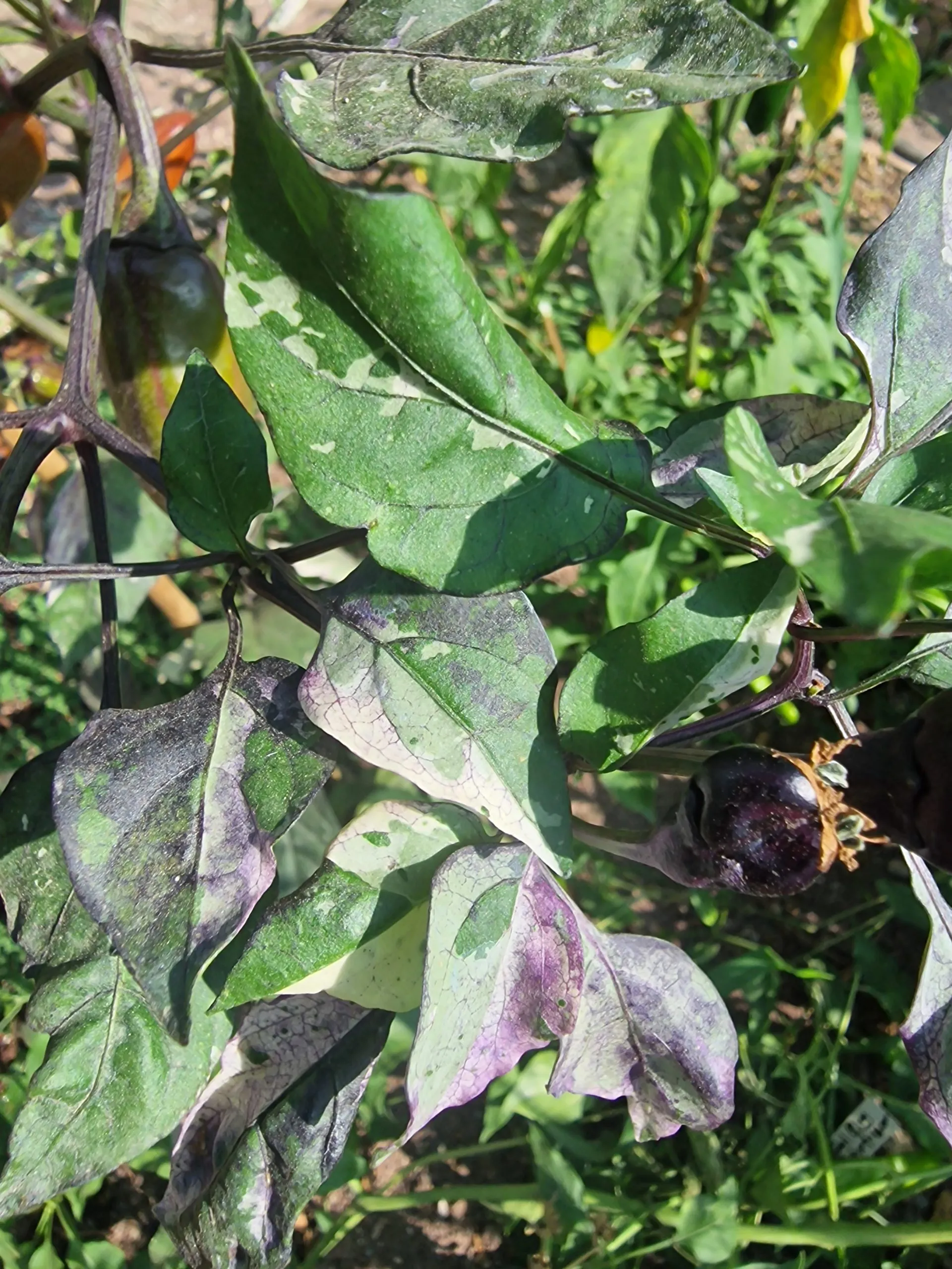 Jalapeno Big Pit X Purple Tiger Chilli Seeds - Image 14