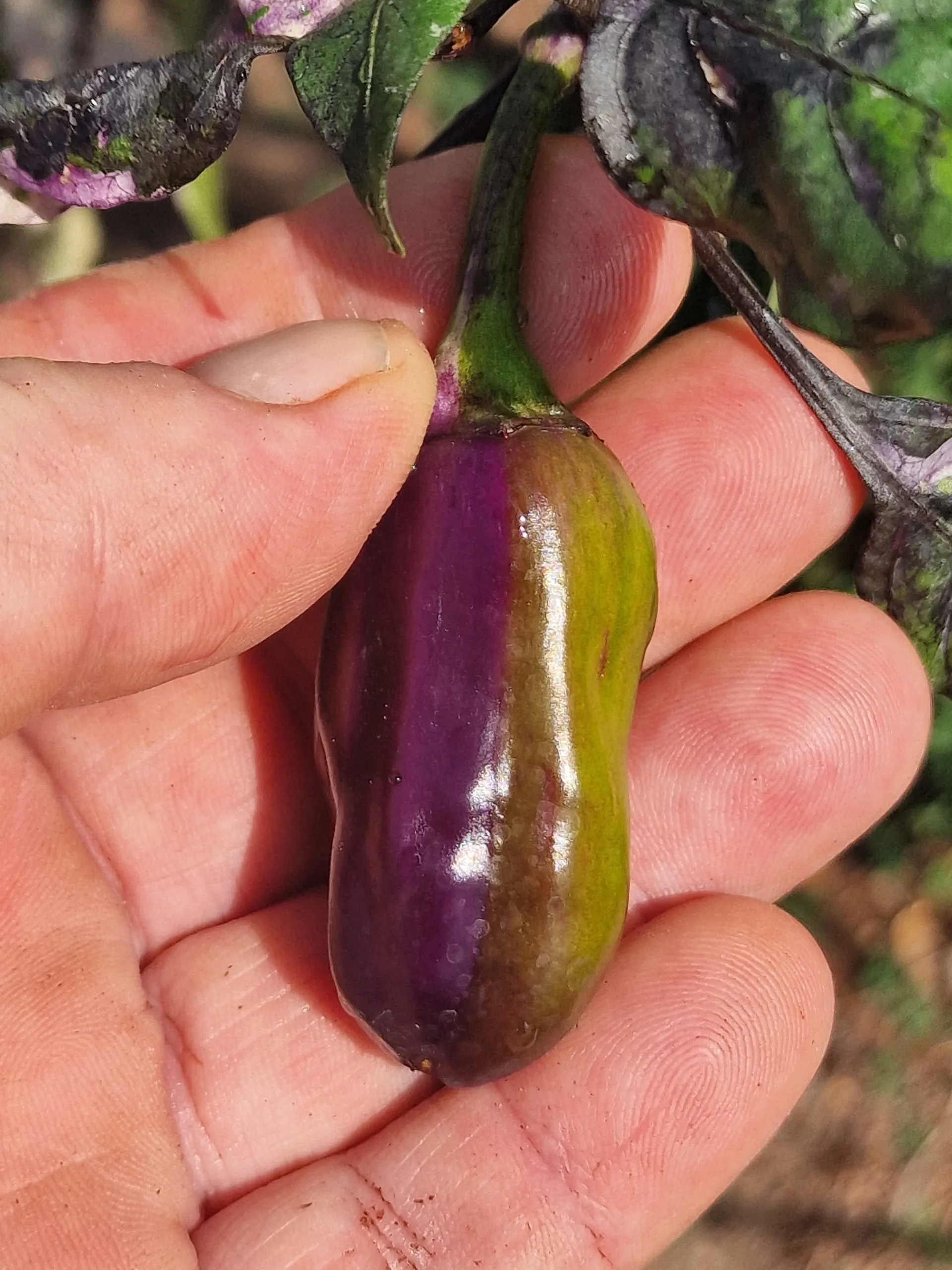 Jalapeno Big Pit X Purple Tiger Chilli Seeds - Image 12