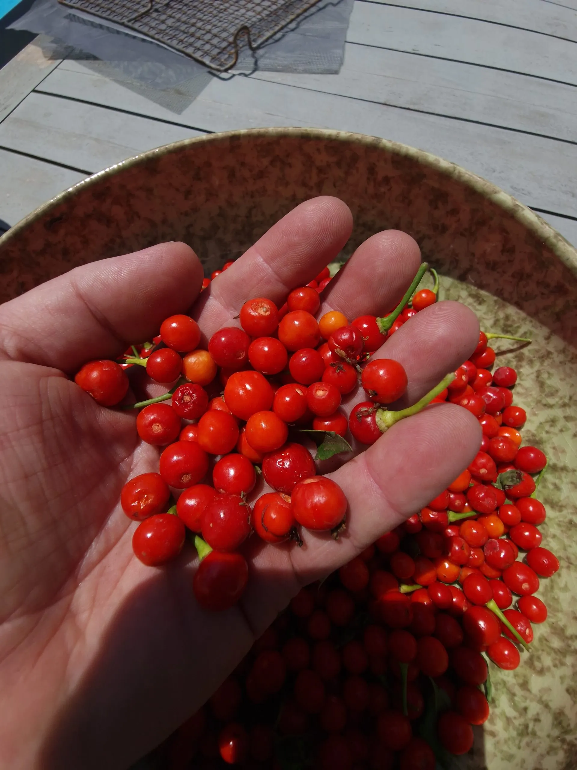 Raj's Wiri Wiri Chilli Seeds - Image 2