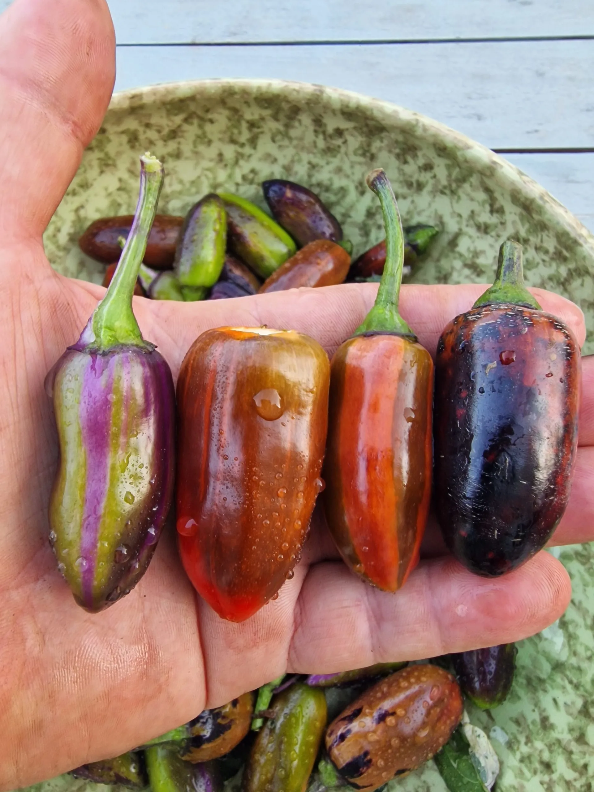 Jalapeno Big Pit X Purple Tiger Chilli Seeds - Image 10