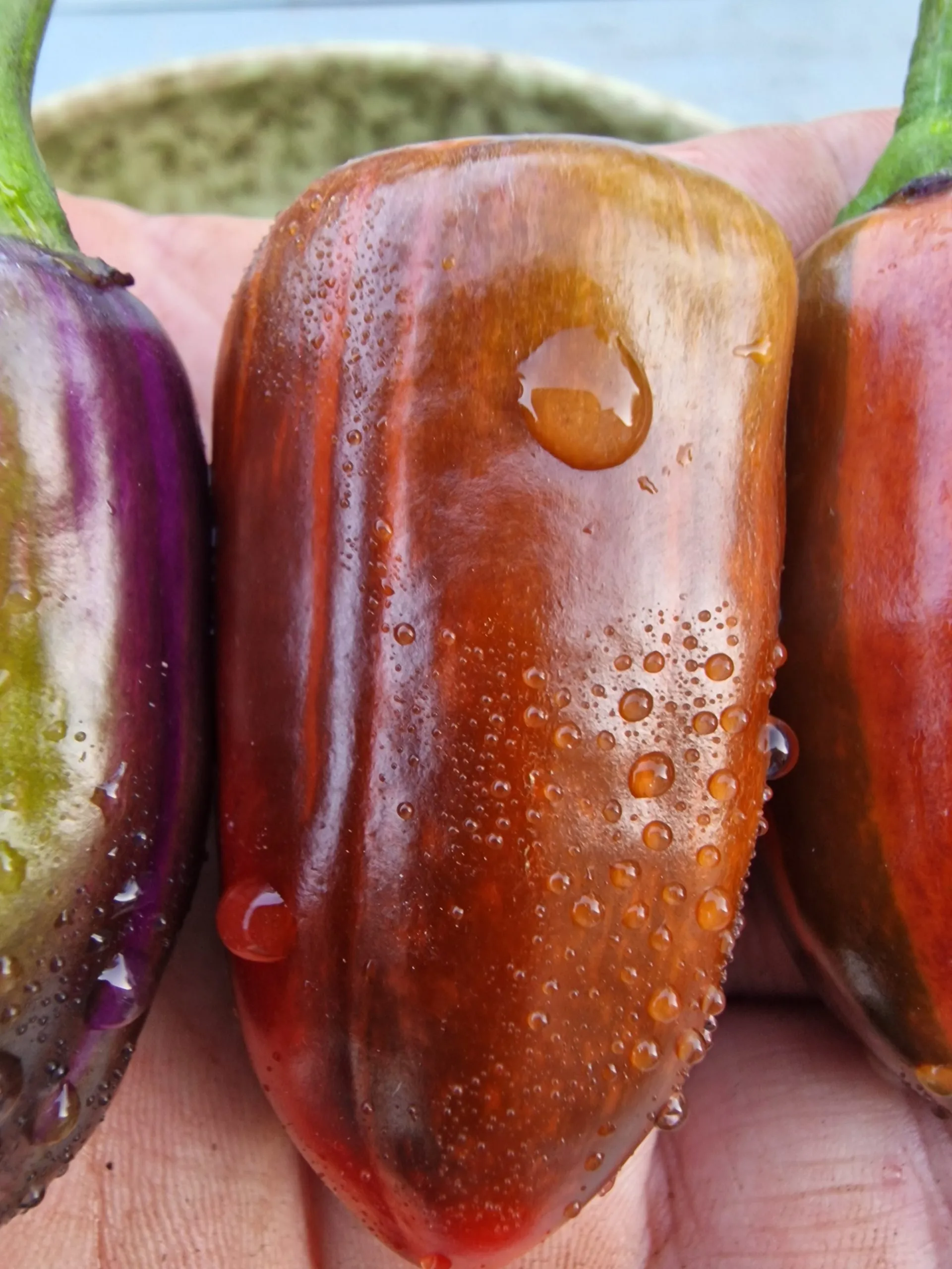 Jalapeno Big Pit X Purple Tiger Chilli Seeds - Image 8