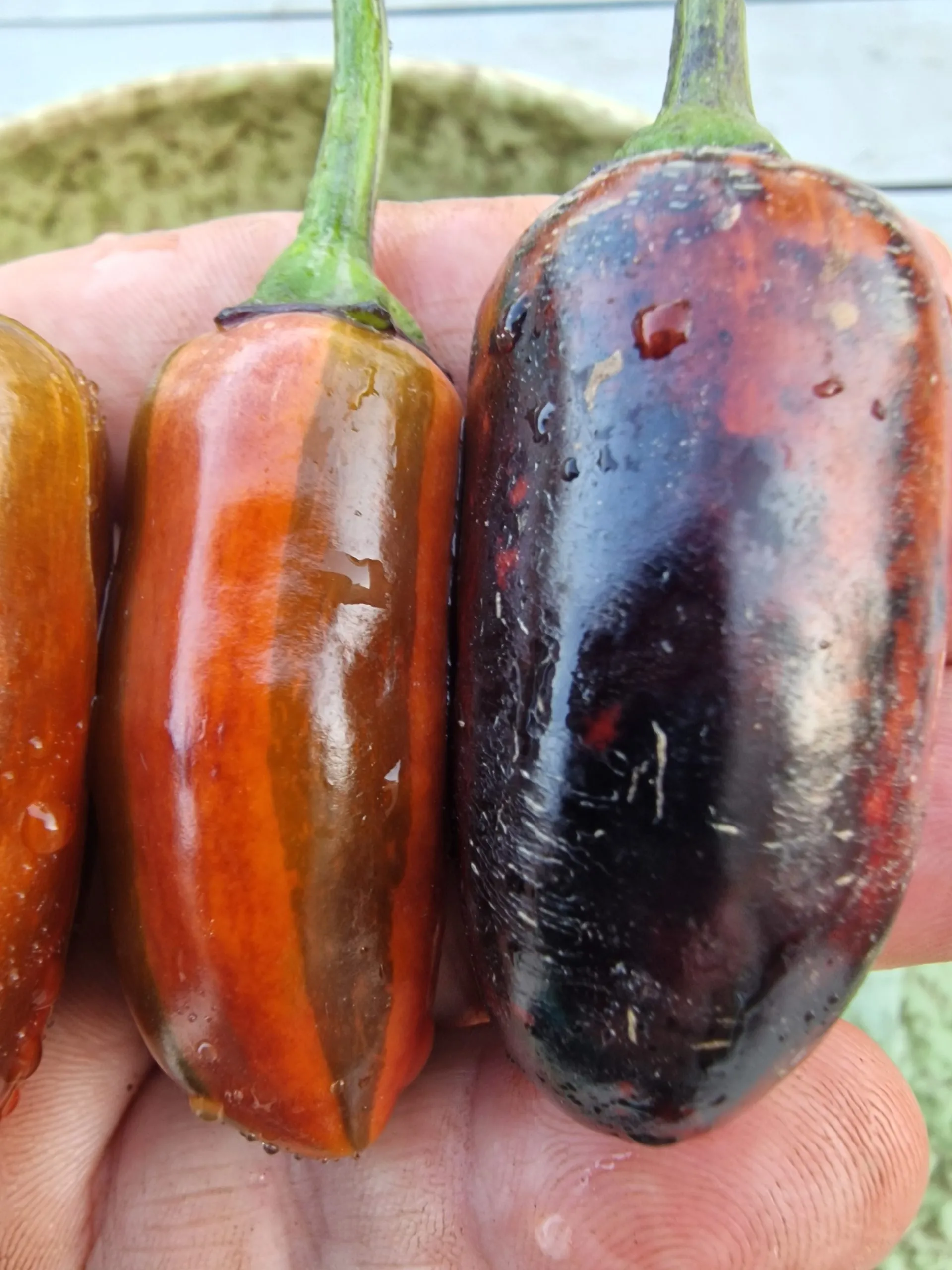 Jalapeno Big Pit X Purple Tiger Chilli Seeds - Image 7