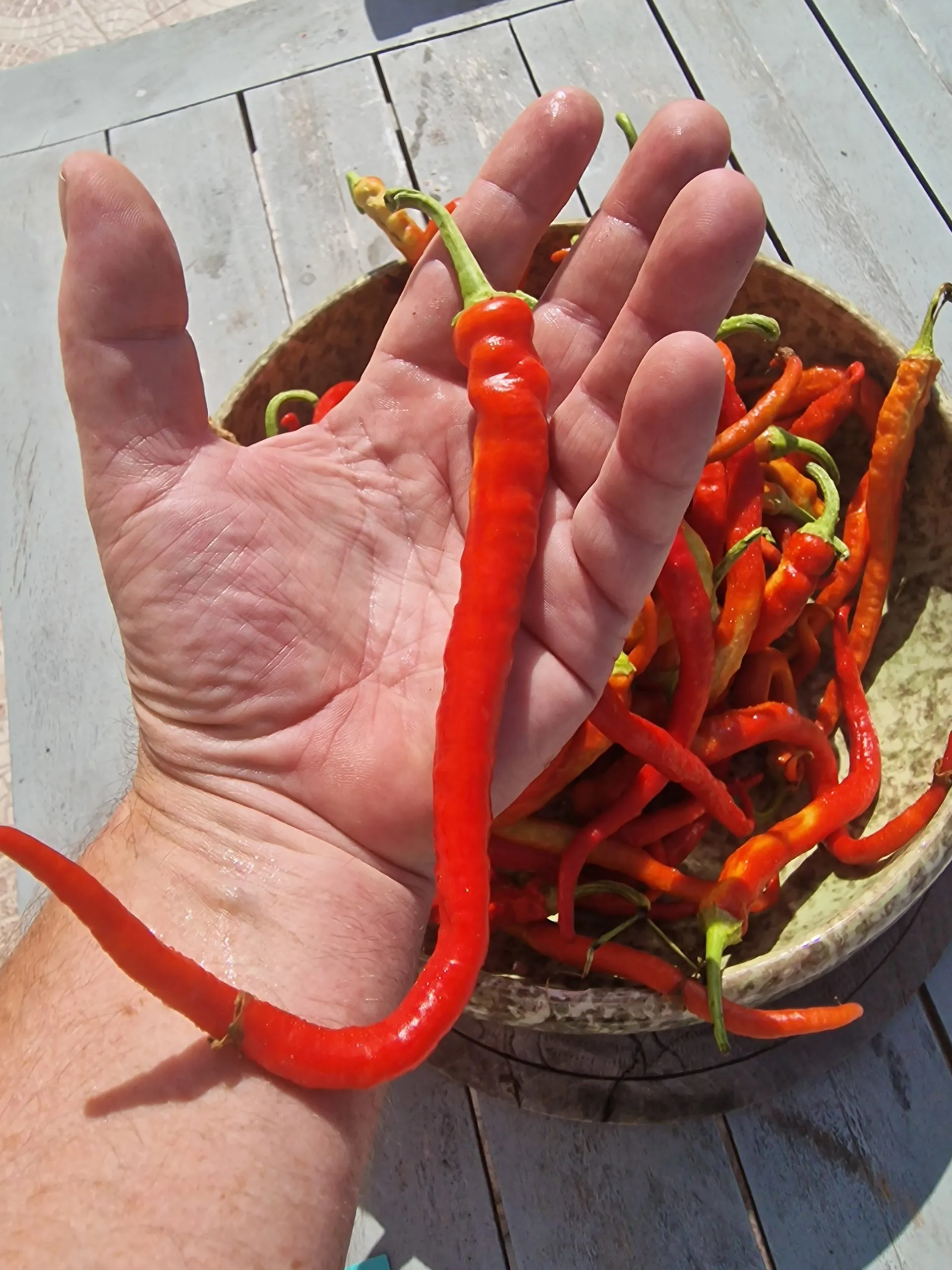 Sweet Spiralus Spiral Chilli Seeds - Image 2