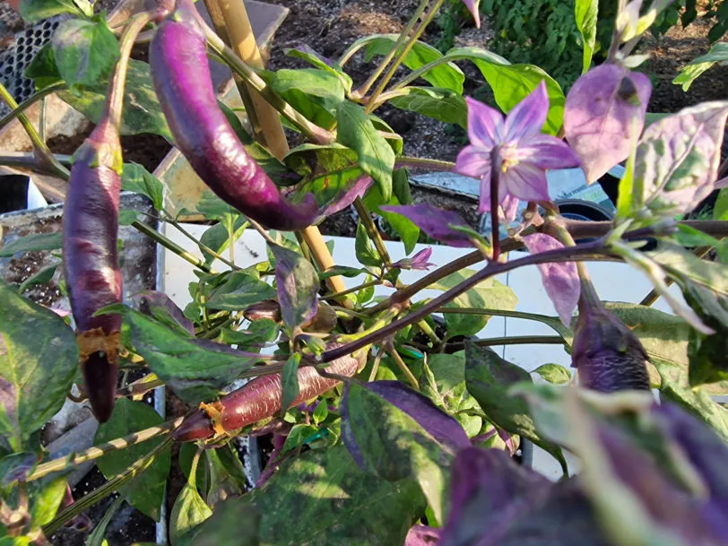 Dream Catcher x Farmers Market Jalapeno Chilli Seeds - Image 11
