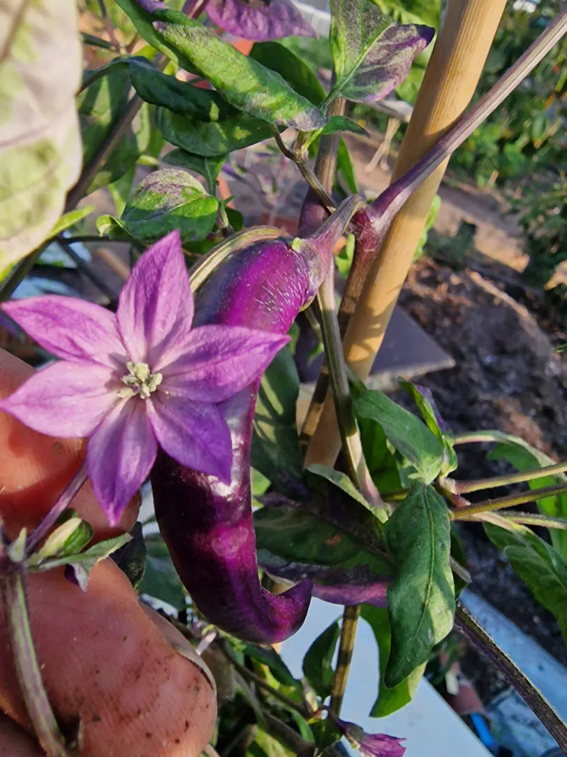 Dream Catcher x Farmers Market Jalapeno Chilli Seeds - Image 9