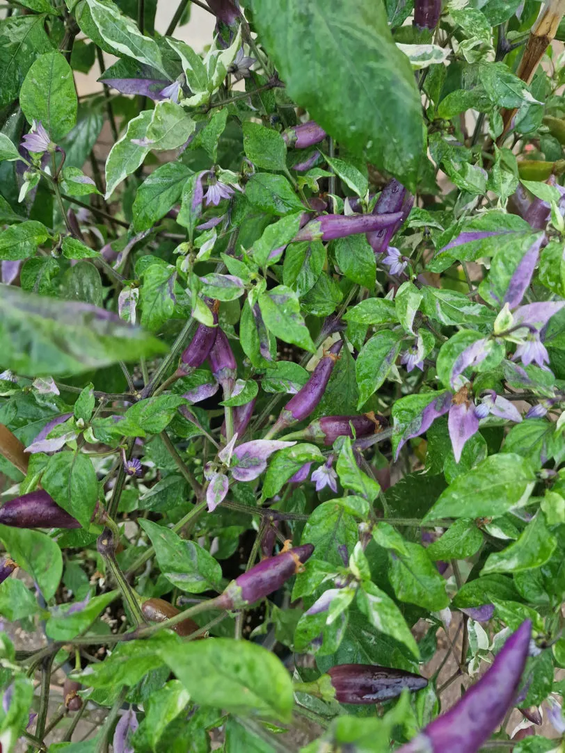 Dream Catcher x Farmers Market Jalapeno Chilli Seeds - Image 5