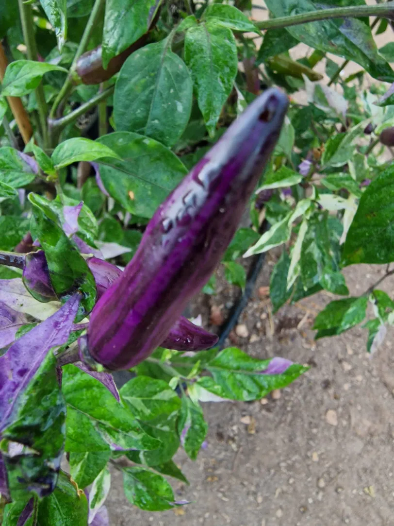 Dream Catcher x Farmers Market Jalapeno Chilli Seeds - Image 13