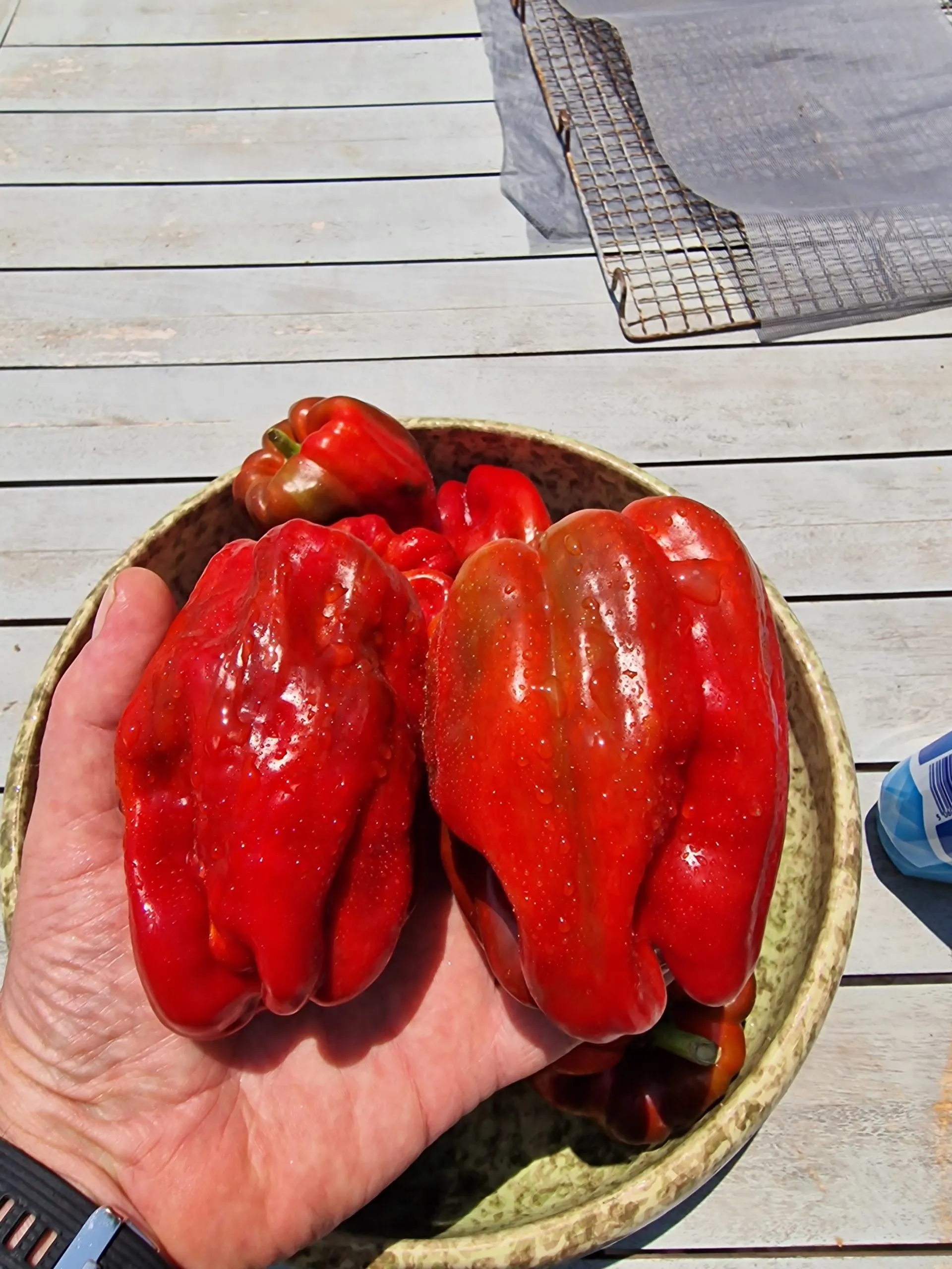 Antep ACI Dolma Chilli Seeds - Image 4