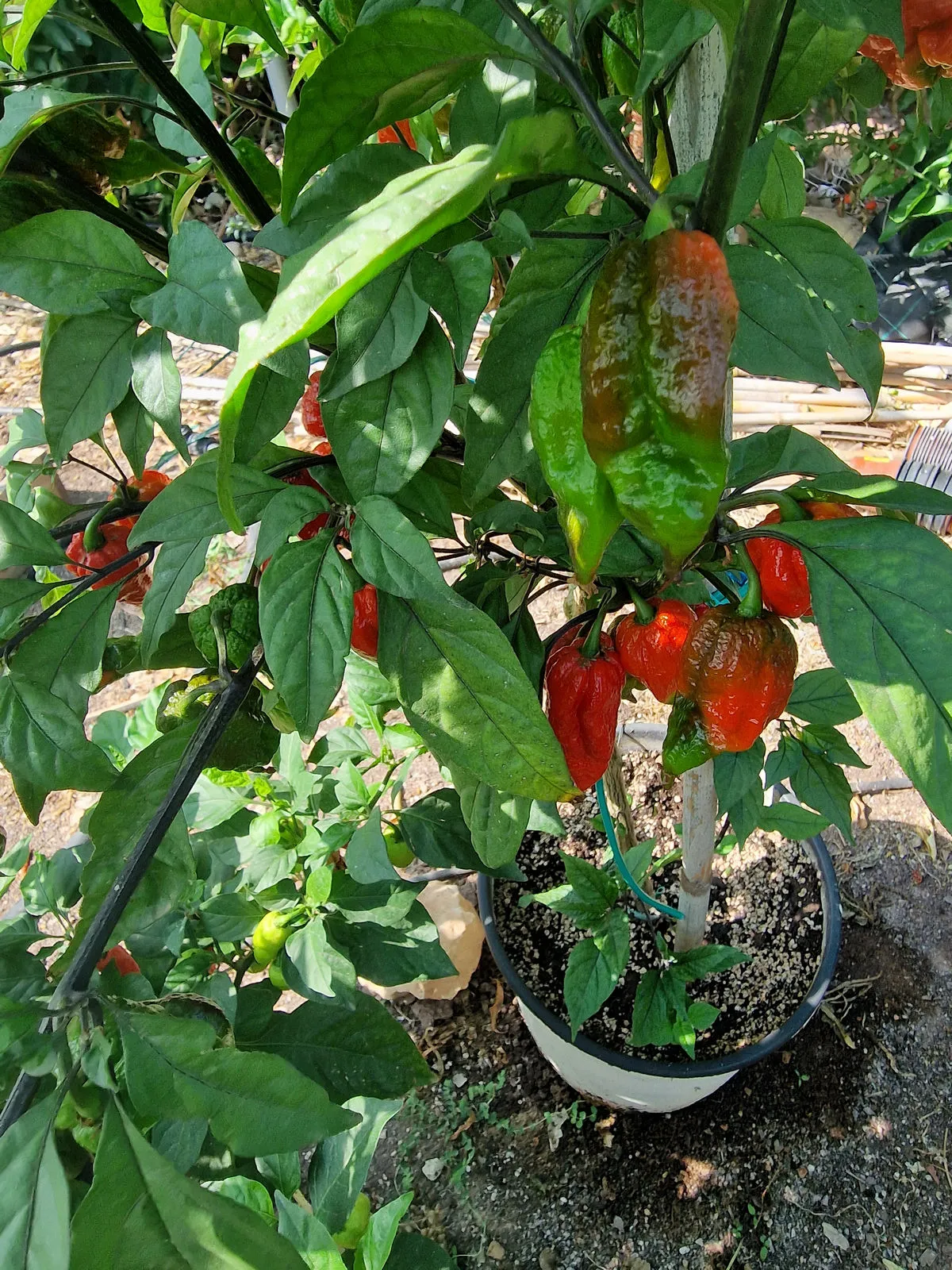 Fox Dark Naga Red Chilli Seeds - Image 2