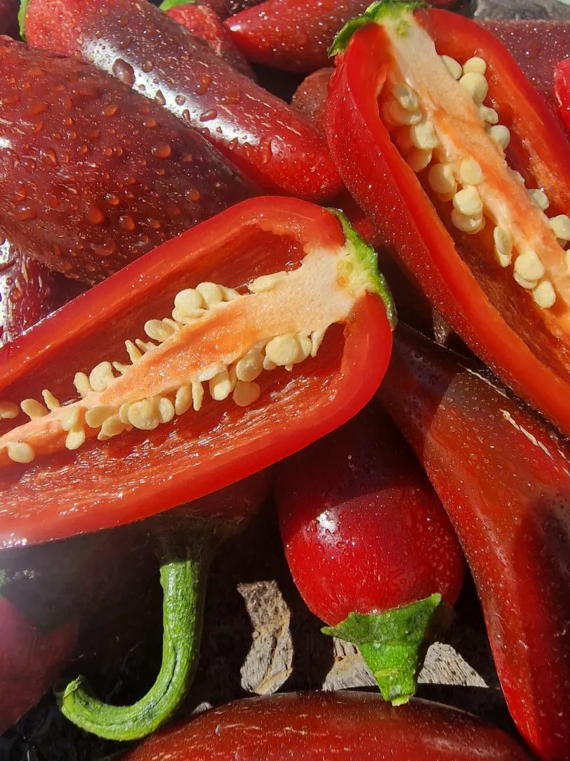 Jalafeugo Jalapeno Chilli Seeds - Image 5