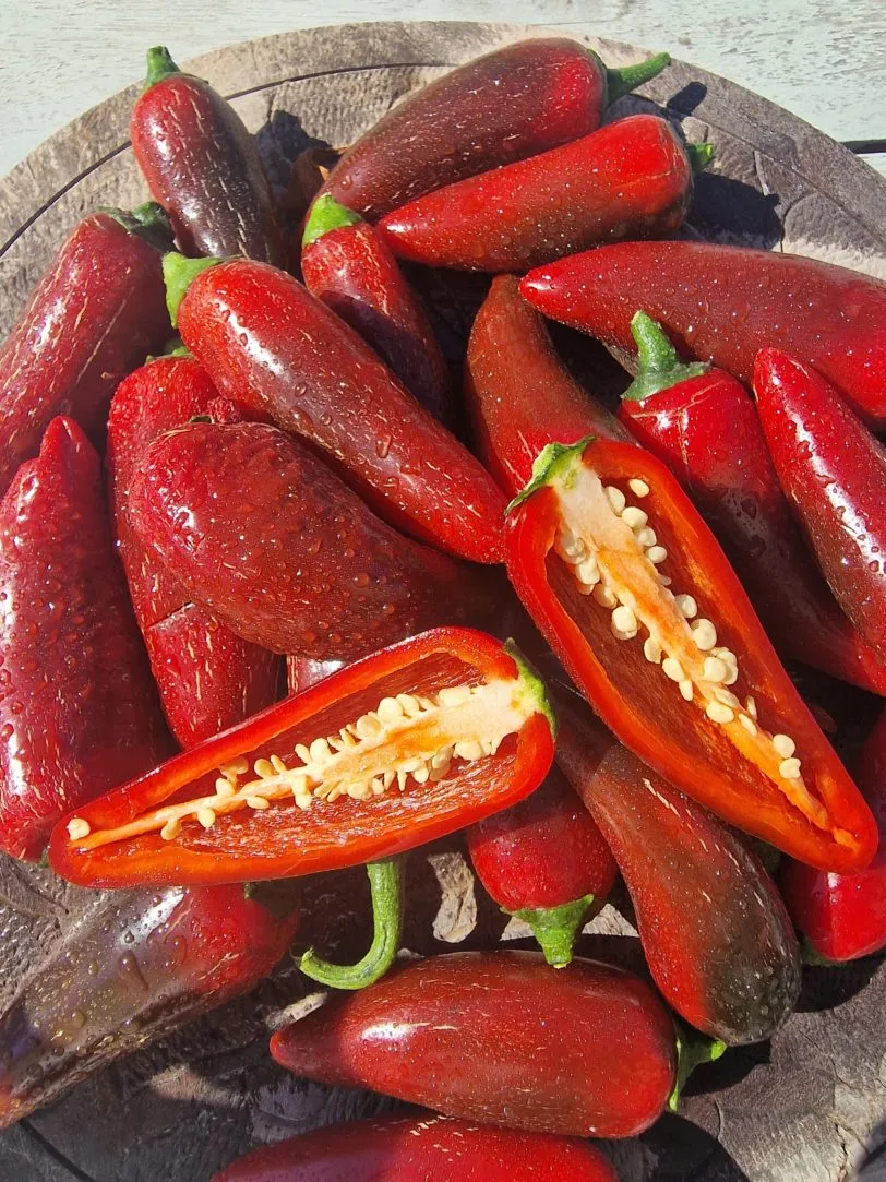 Jalafeugo Jalapeno Chilli Seeds - Image 4