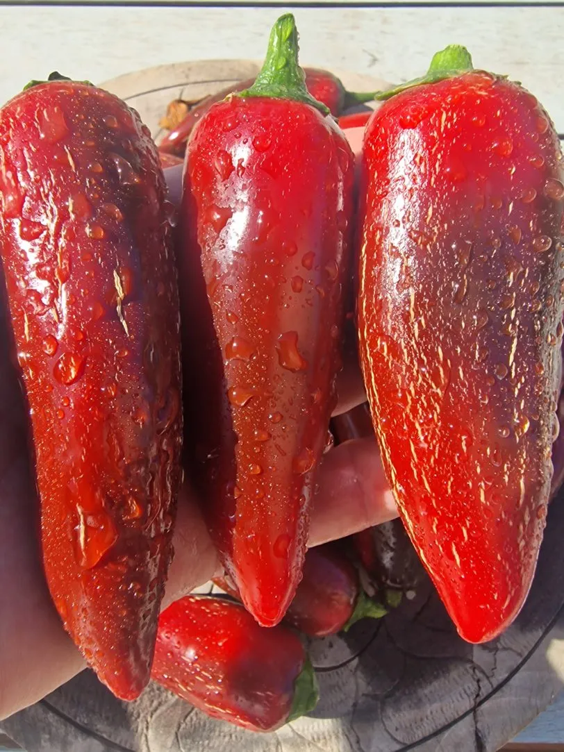 Jalafeugo Jalapeno Chilli Seeds - Image 3