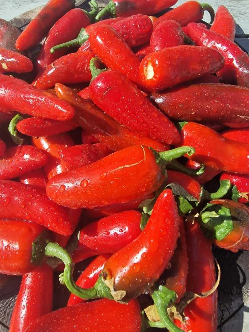 Pot-a-peno Chilli Seeds - Image 3