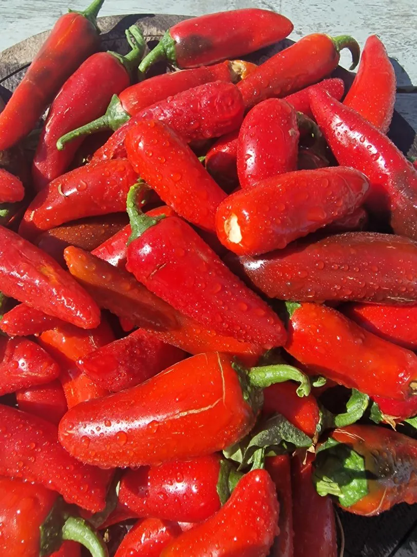 Pot-a-peno Chilli Seeds - Image 4