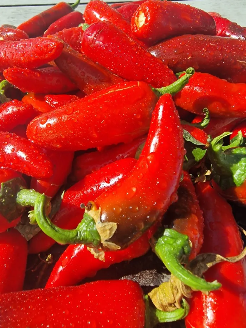 Pot-a-peno Chilli Seeds - Image 5