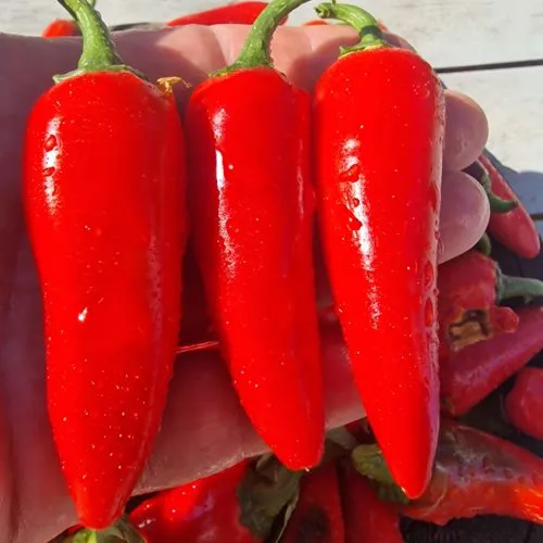 Pot-a-peno Chilli Seeds