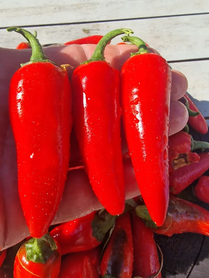 Pot-a-peno Chilli Seeds