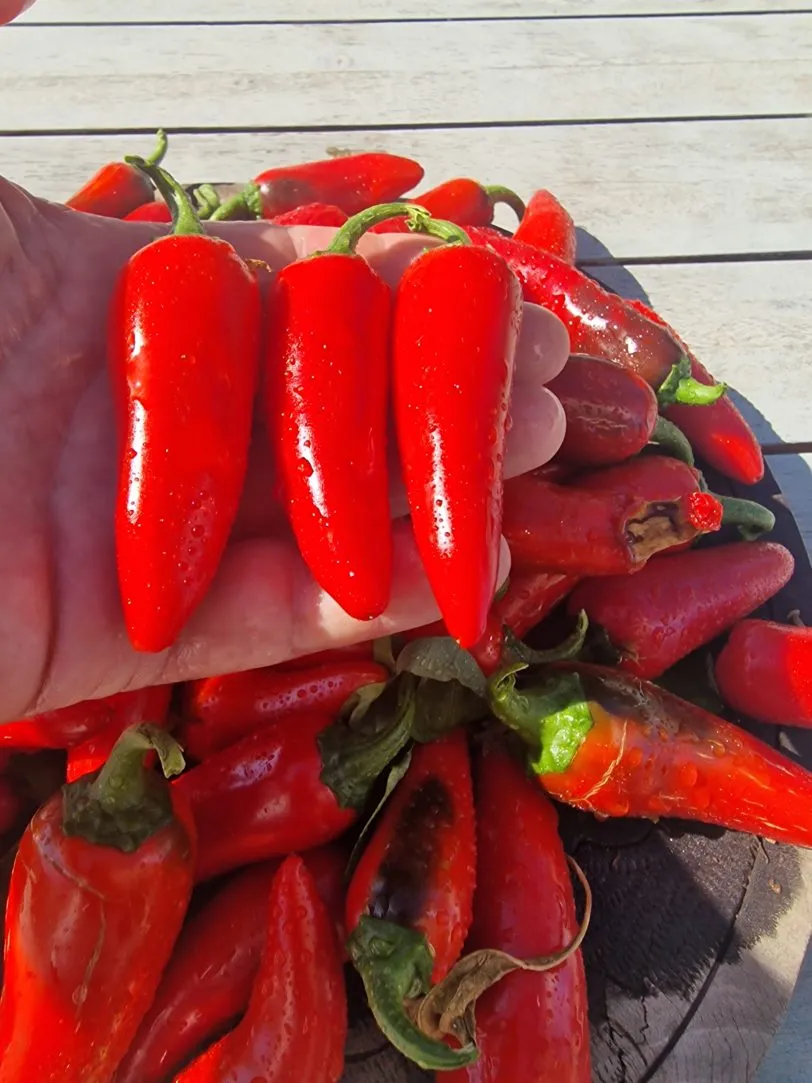 Pot-a-peno Chilli Seeds - Image 6