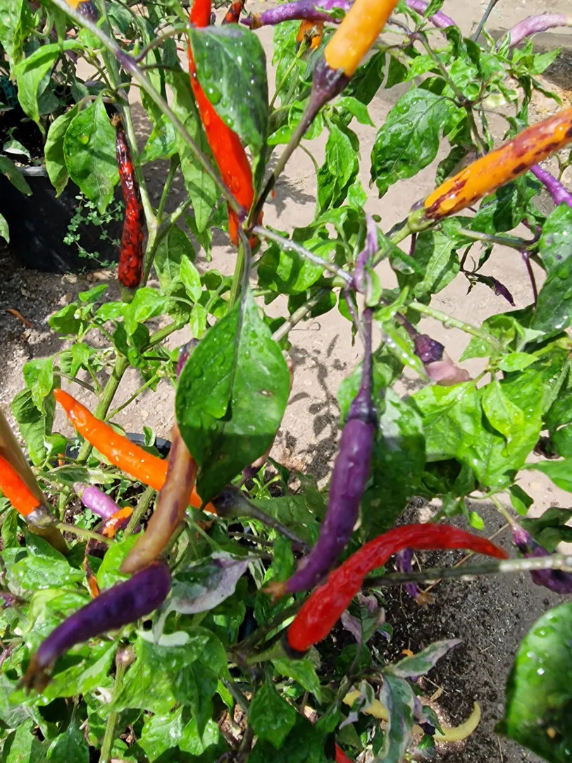 Dream Catcher x Thunder Mountain Longhorn (TMLH) Chilli Seeds - Image 3