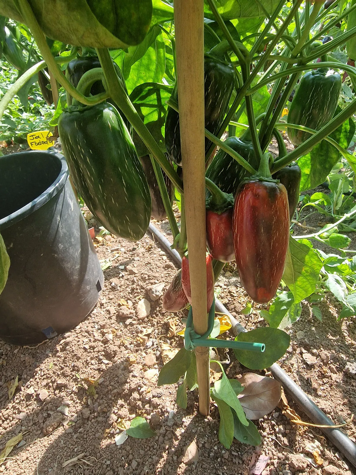 Jalapeno Fooled You Chilli Seeds - Image 3