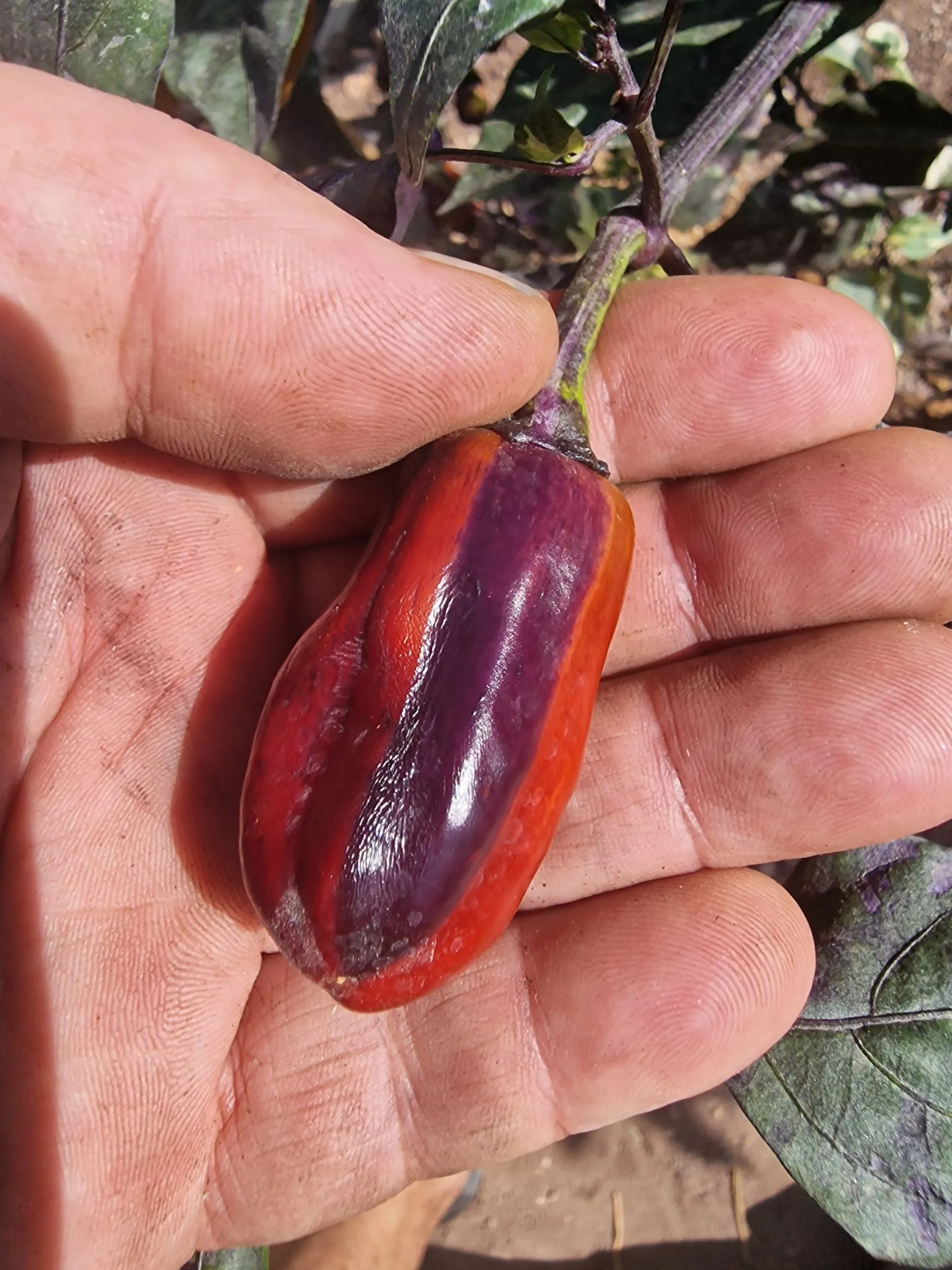 Jalapeno Big Pit X Purple Tiger Chilli Seeds - Image 6