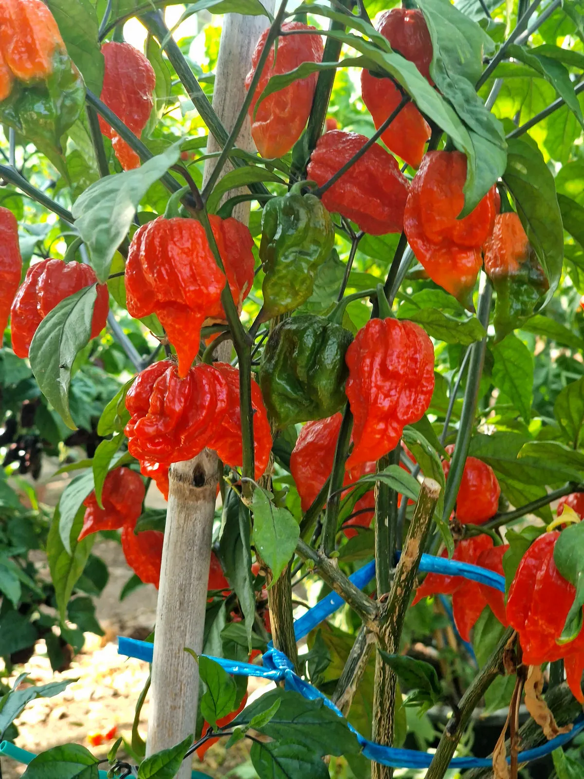 Fox Dark Naga Red Chilli Seeds - Image 4