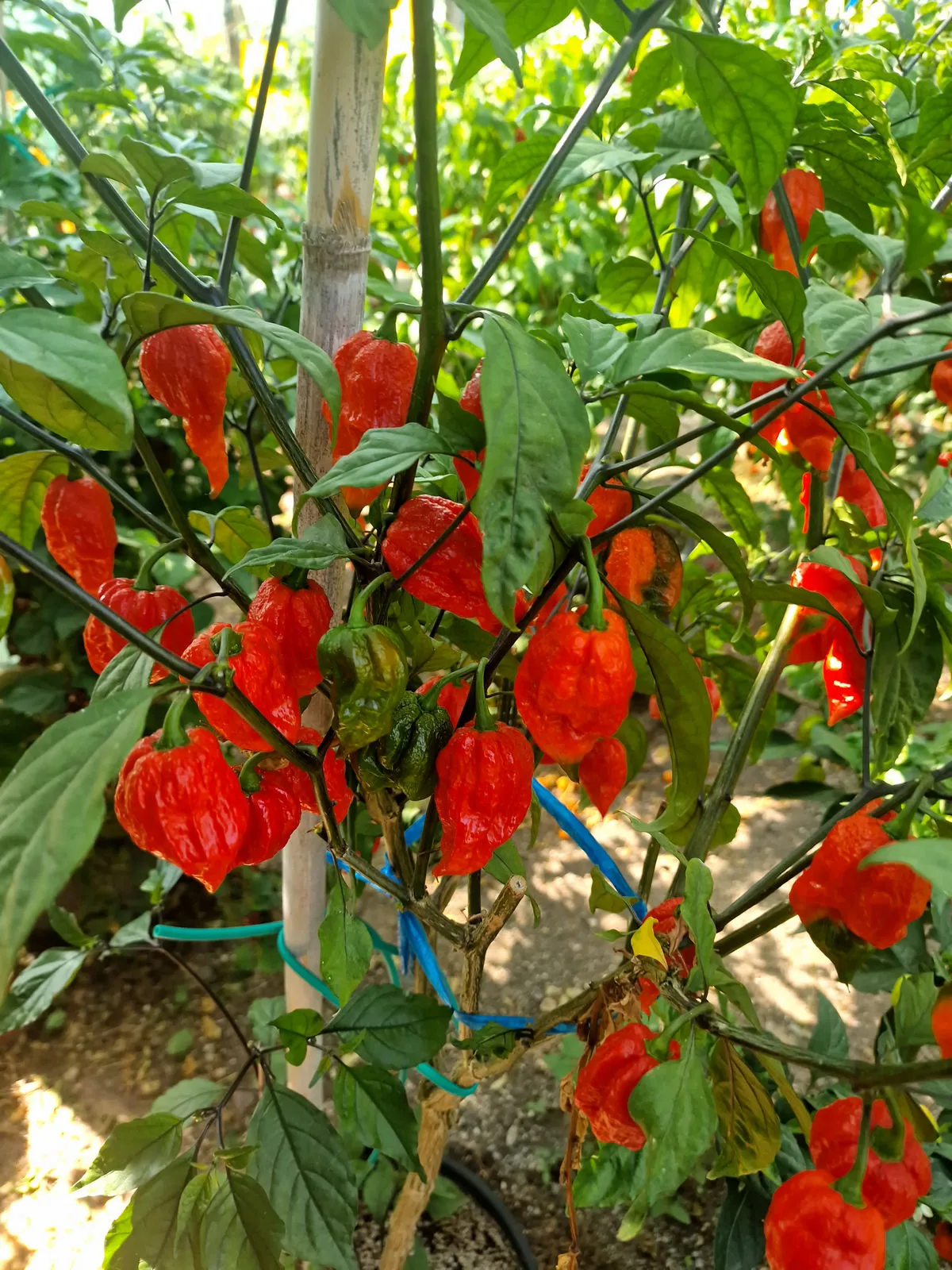 Fox Dark Naga Red Chilli Seeds - Image 5