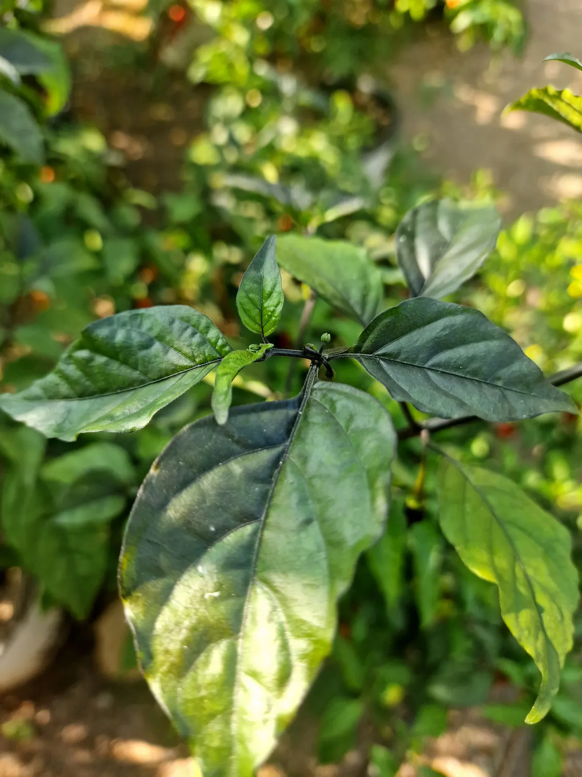 Fox Dark Naga Red Chilli Seeds - Image 6